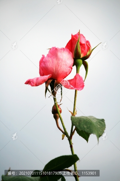 月季花