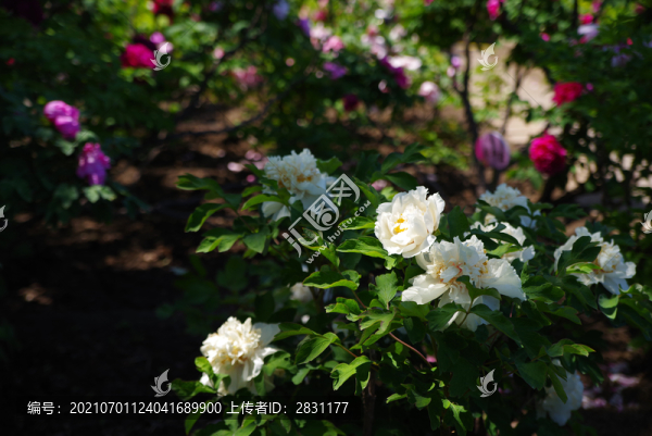 北京景山公園牡丹