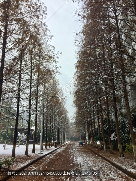 冬天的水杉