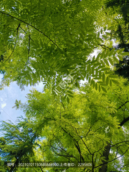 仰拍大樹