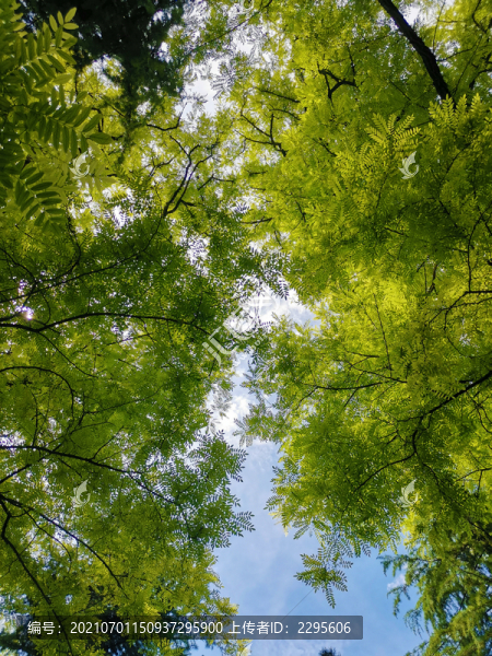 仰拍大樹