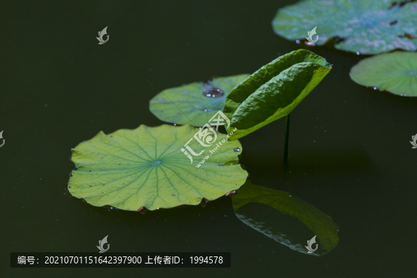 荷葉