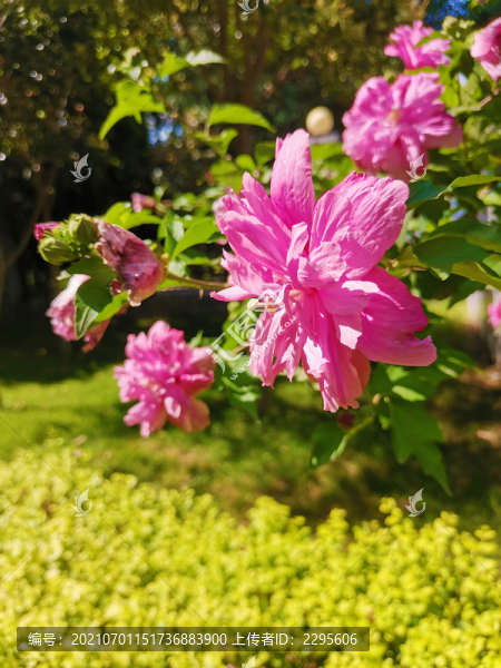 木槿花