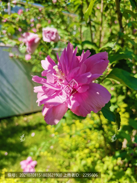 木槿花