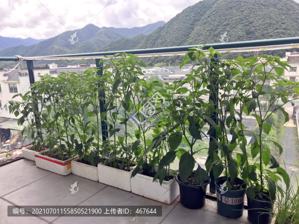 陽臺種菜