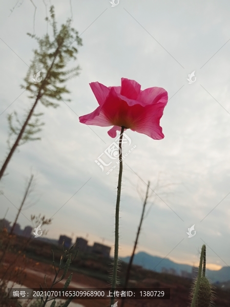 虞美人