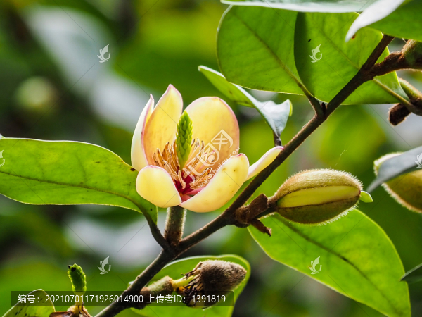 含笑花
