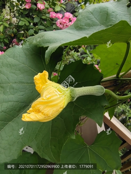 絲瓜花