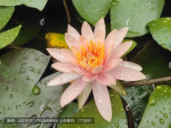 蓮花