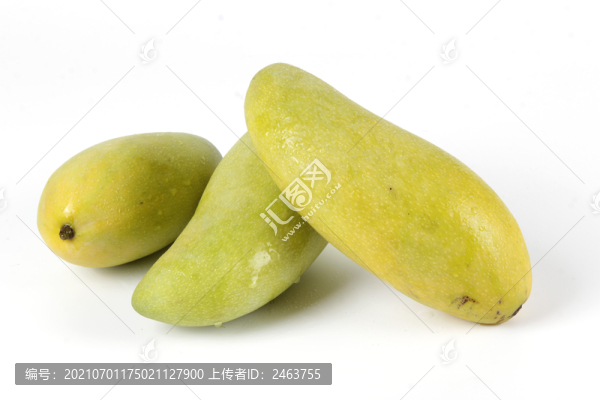 金煌芒
