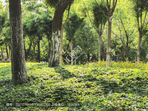 公園綠色