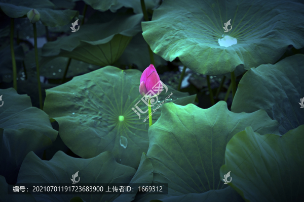 含苞待放的荷花