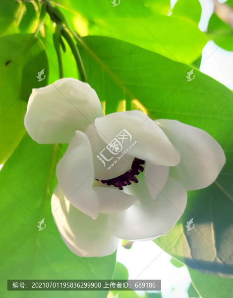 木蘭花