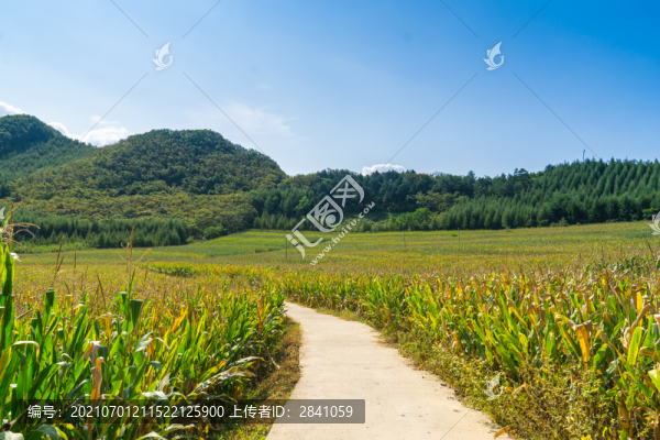 山腳下玉米地邊上的小路