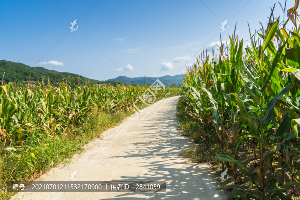 山腳下玉米地邊上的小路
