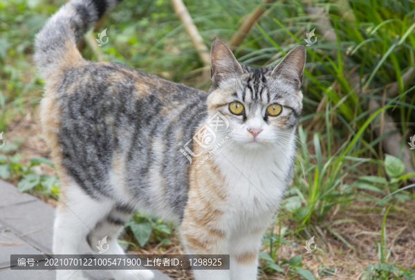 三花貓