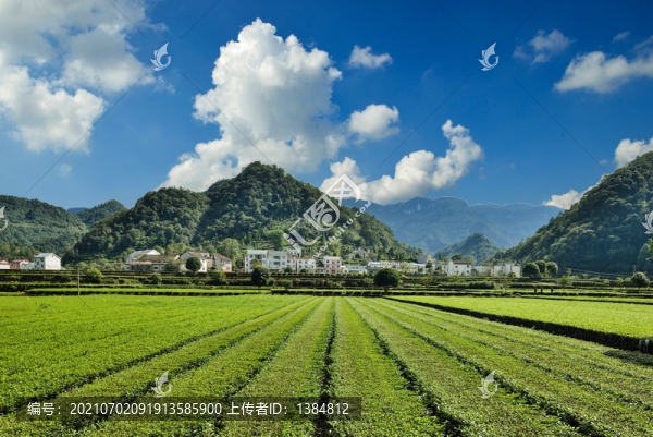 茶園風(fēng)光