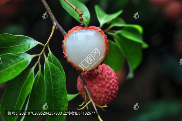 荔枝