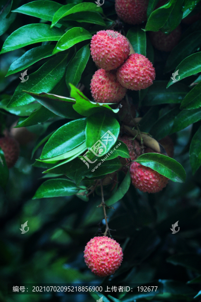 荔枝