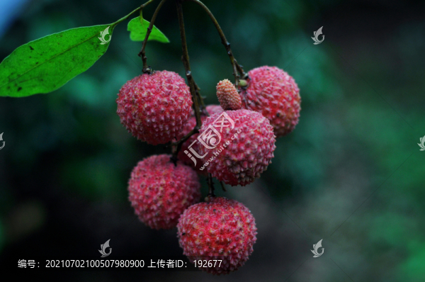 荔枝