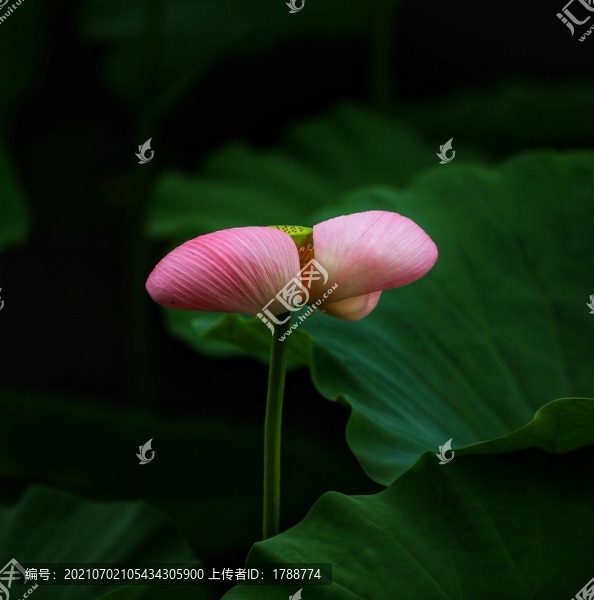 荷韻
