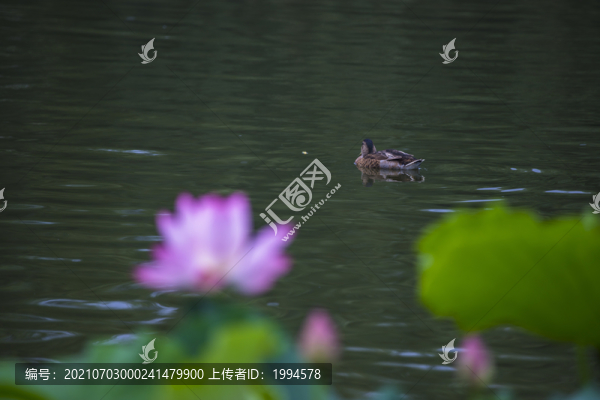 鴨子