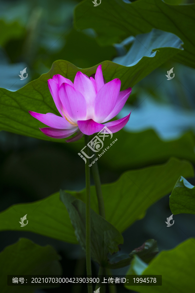 蓮花