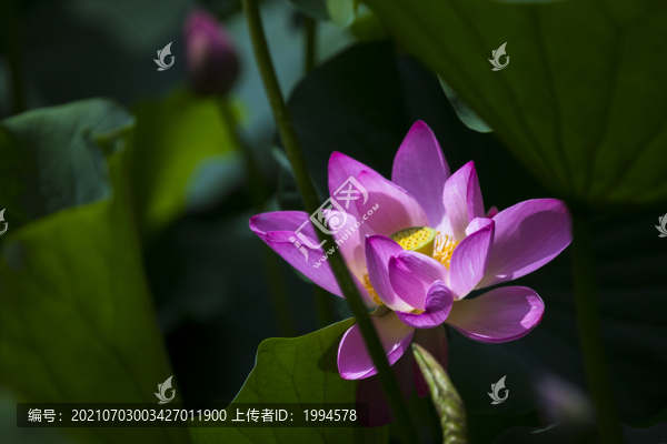 荷花