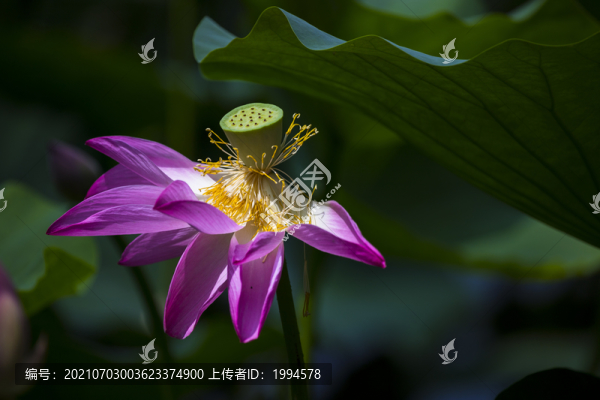 荷花