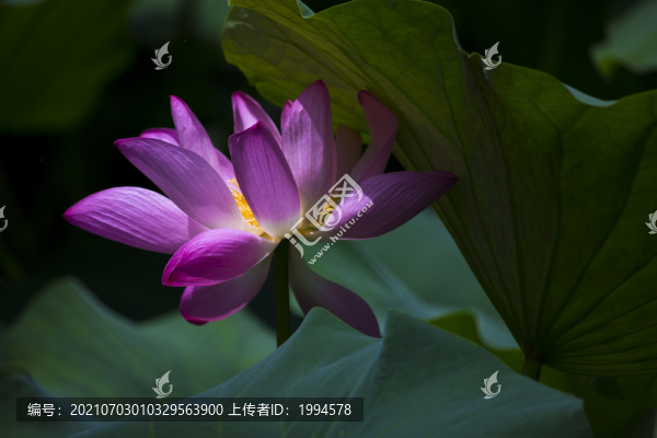 荷