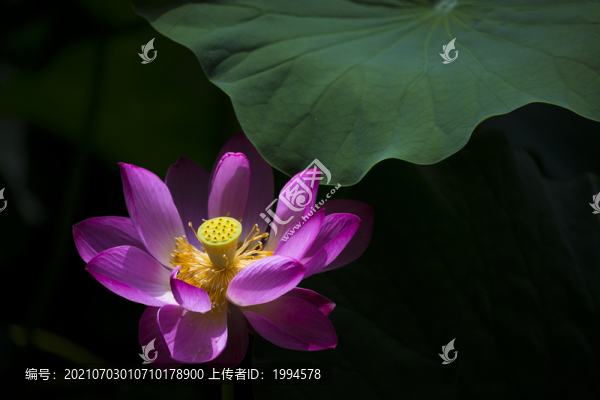蓮花