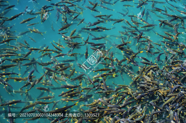 青海湖湟魚