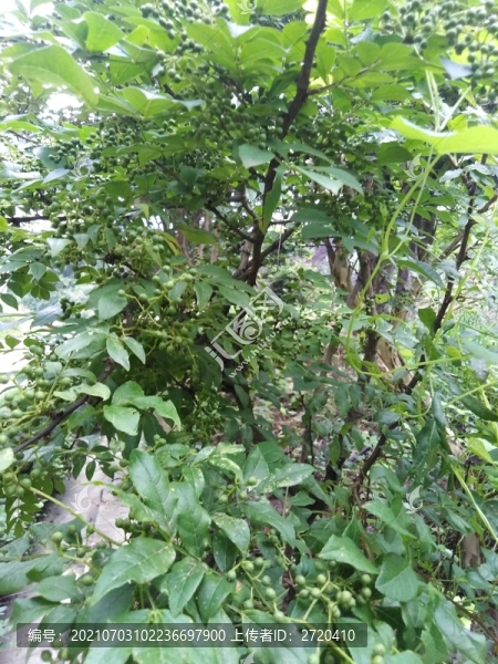花椒樹
