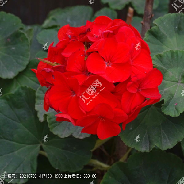 繡球花