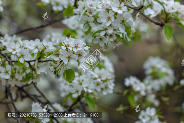 梨樹(shù)梨花