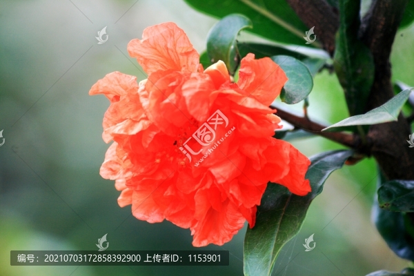 石榴花