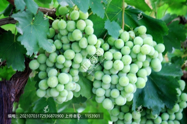 葡萄