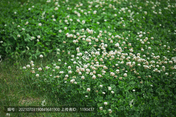 雛菊