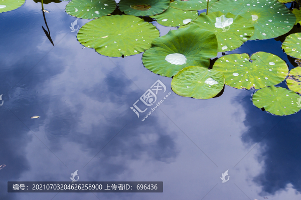 水墨荷葉