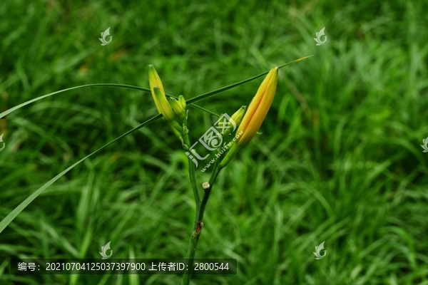 北黃花菜