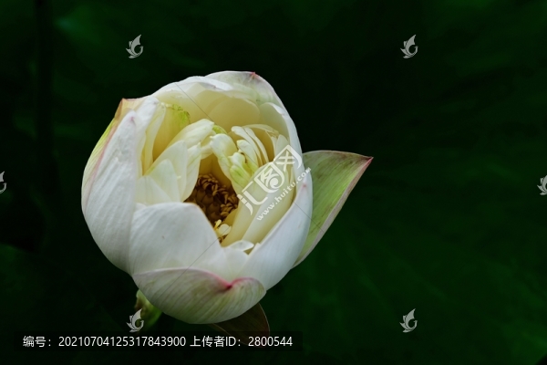 蓮花睡蓮