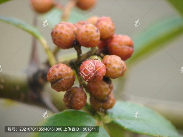 蕓香科植物花椒的果期