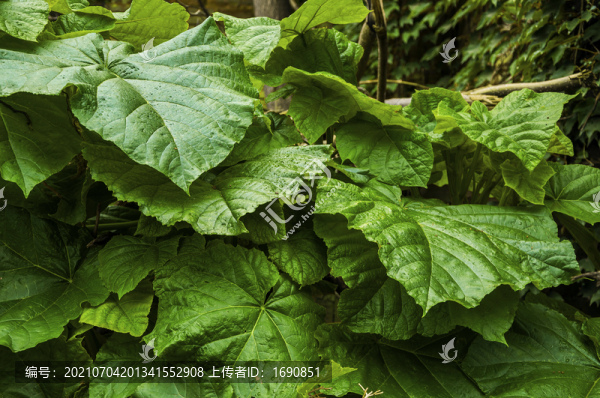 綠葉