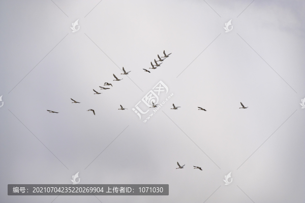 天鵝遷徙