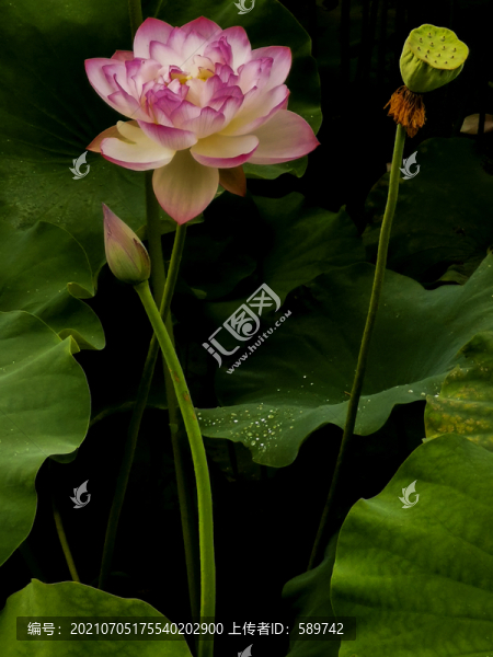 荷花
