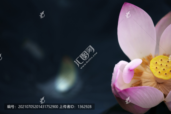 荷風(fēng)