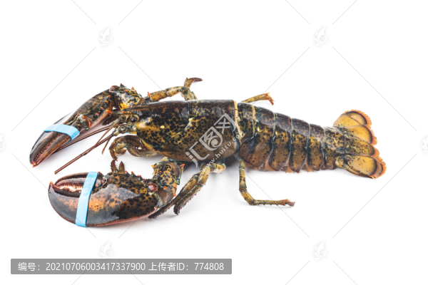 波士頓大龍蝦