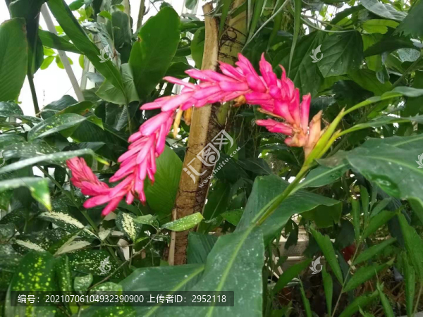花藝