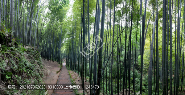 竹海石徑通幽處