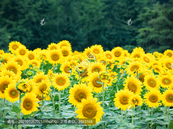 向日葵園